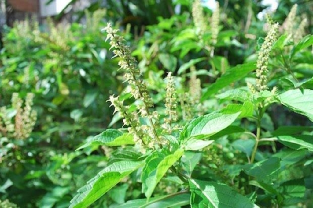 Variedades de Alfavaca: Um Guia Abrangente das Diversas Faces desta Erva Aromática