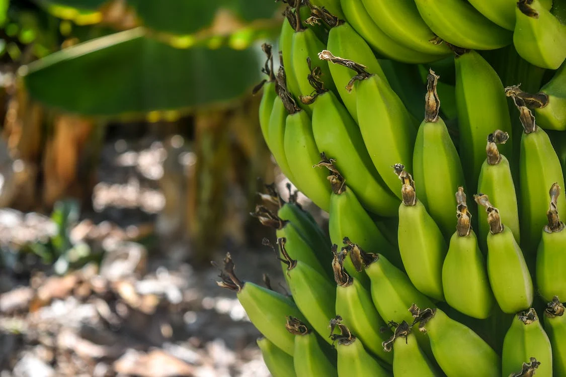 Variedades de Bananeiras